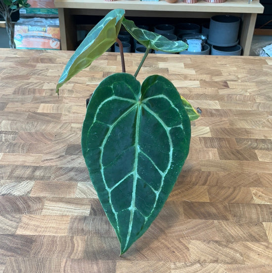 Anthurium Crystallinum X Doc Block Mag.