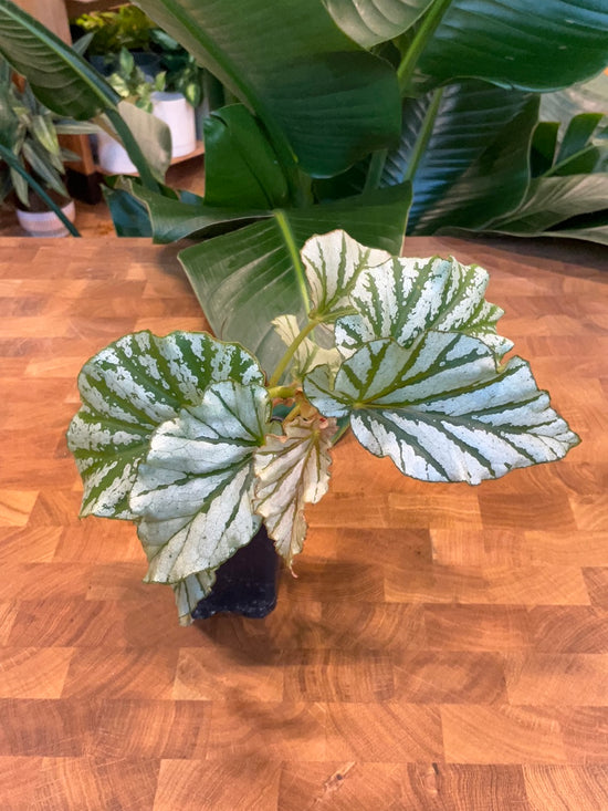 Begonia "Teen Angel"