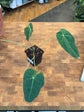 Anthurium Cirinoi Velvet