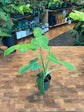 Philodendron Bipennifolium Aurea