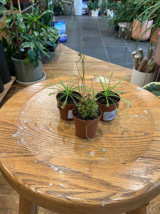 Drosera Capensis Assortment