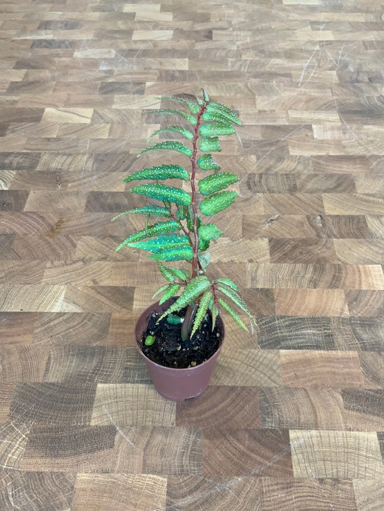 Begonia Pteridiformis