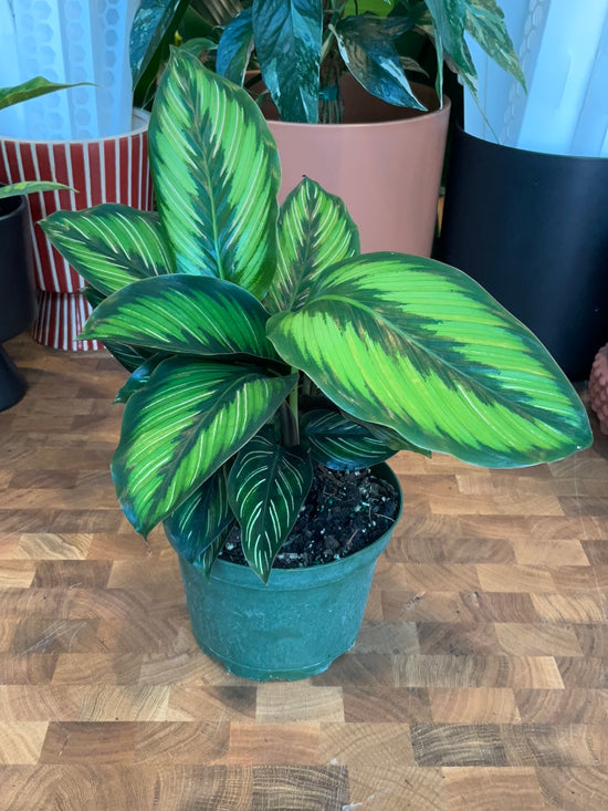 Calathea Beauty Star