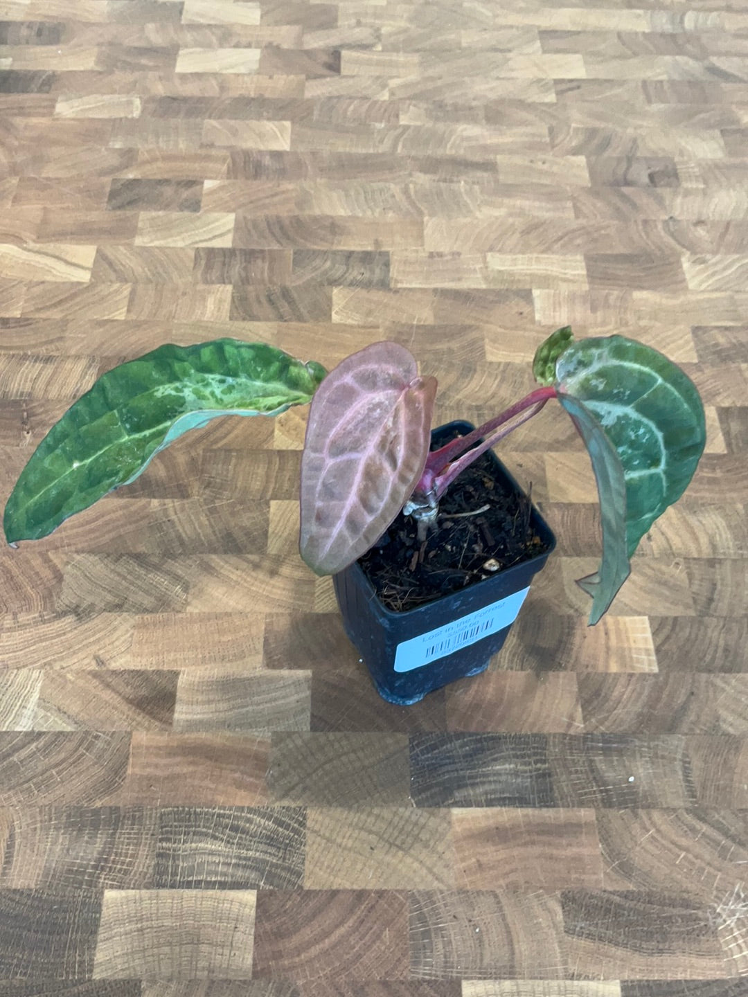Anthurium (Michelle x Zara) x Black Velvet EP Variegated