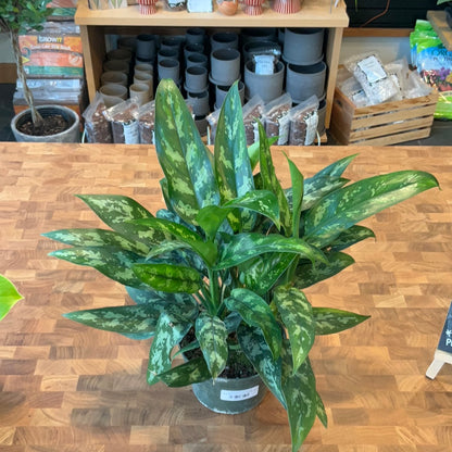 Aglaonema Maria