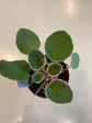 African Violet