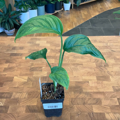Monstera Obliqua Pangui