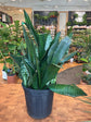 Sansevieria Zeylanica