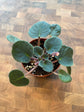 African Violet