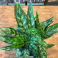 Aglaonema Maria