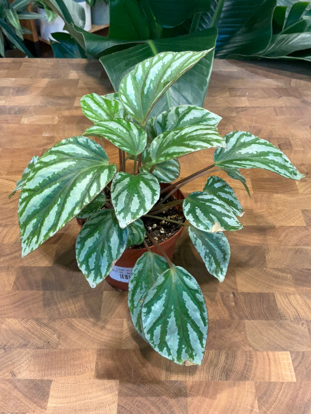 Begonia W604