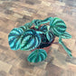 Peperomia Dragon Skin