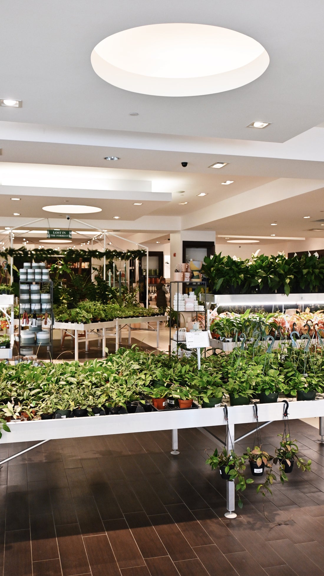 Lost in the Forrest Gift Card