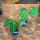 Anthurium Forgetii x UNKNOWN