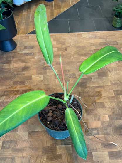 philodendron tuxtlanum red queen Philodendron Patriciae x Ruizii – Lost in the Forrest