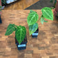 Anthurium Forgetii x UNKNOWN