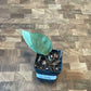 Hoya Silver Dollar