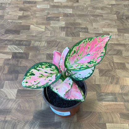 Aglaonema Star King