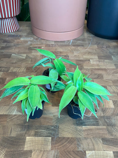 Philodendron Squamiferum