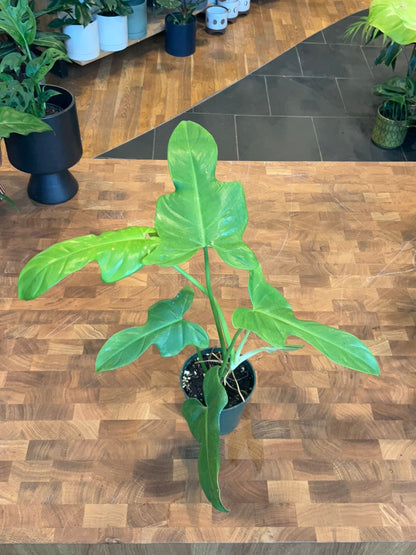 Philodendron Bipennifolium Aurea