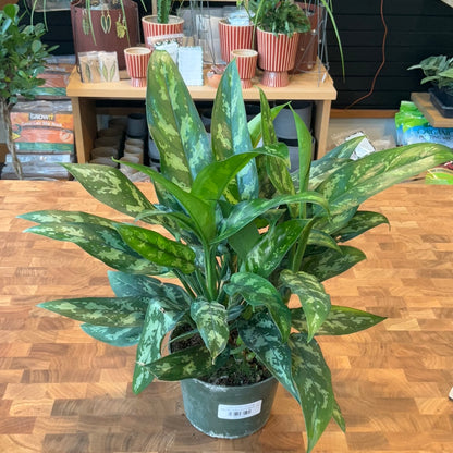 aglaonema 48 Aglaonema Maria