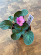 African Violet