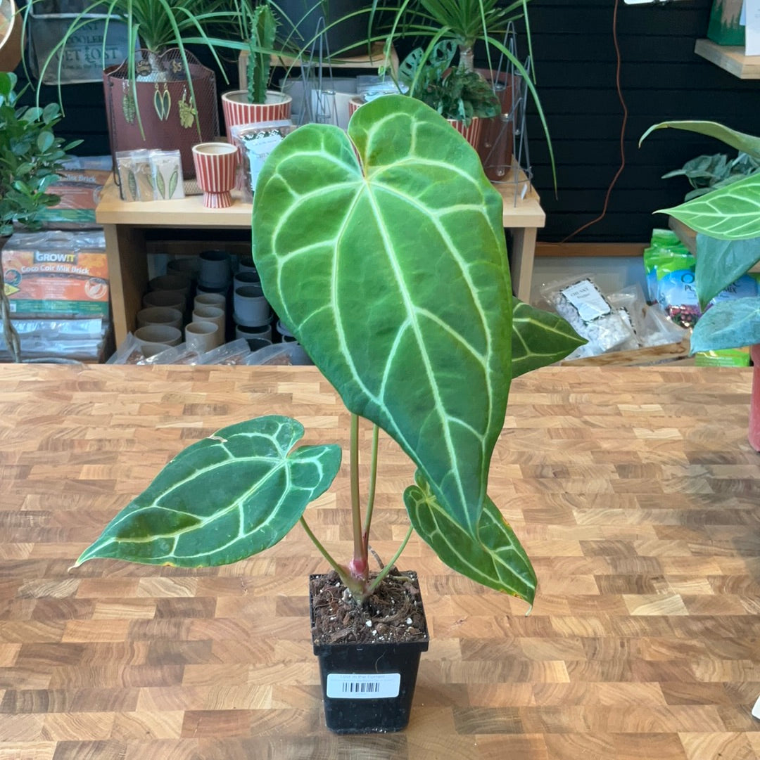 Anthurium Crystallinum x Ace of Spades