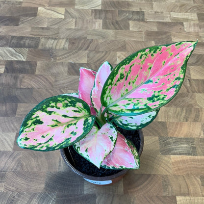 aglaonema sun star Aglaonema Star King