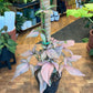 Reverted Syngonium Red Spot Tri Color w/ Moss Pole