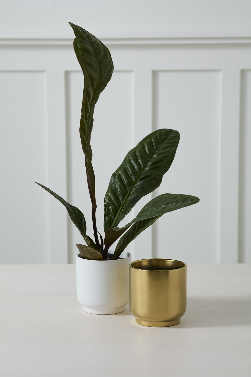 Kellen Pot