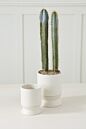 Madison Pot with Saucer