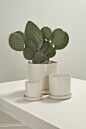 Morse Pot with Saucer