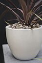 Newport White Pot
