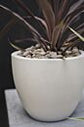 Newport White Pot