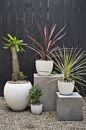 Newport White Pot