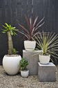 Newport White Pot