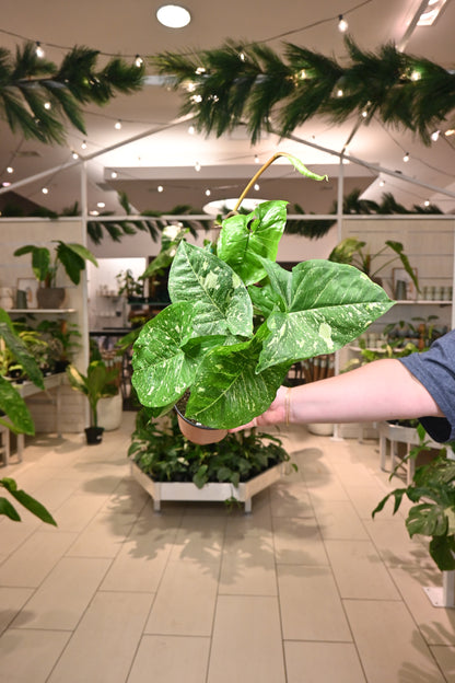 indoor syngonium plant Syngonium Panda