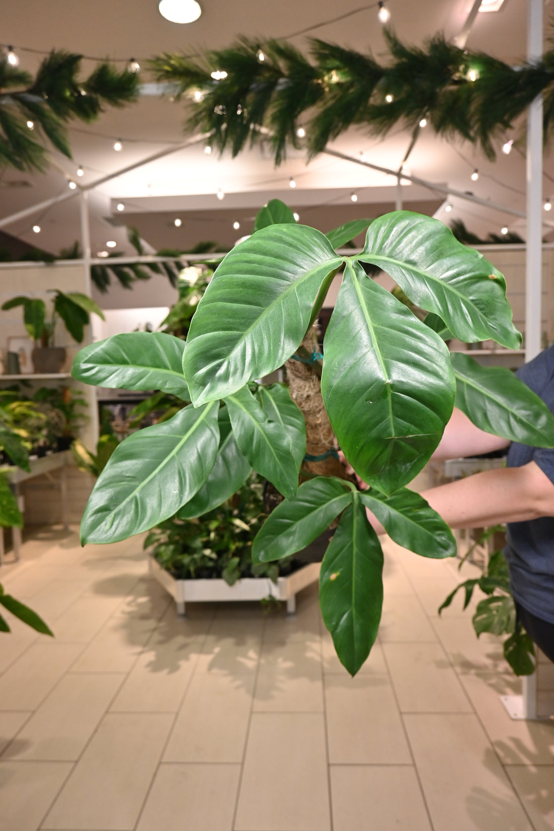 Philodendron Tripartitum