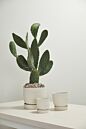 Salvage Pot with Saucer