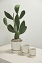 Salvage Pot with Saucer
