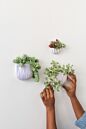 Wim Wall Planter