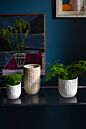 Winslow Pot