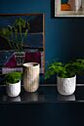 Winslow Pot
