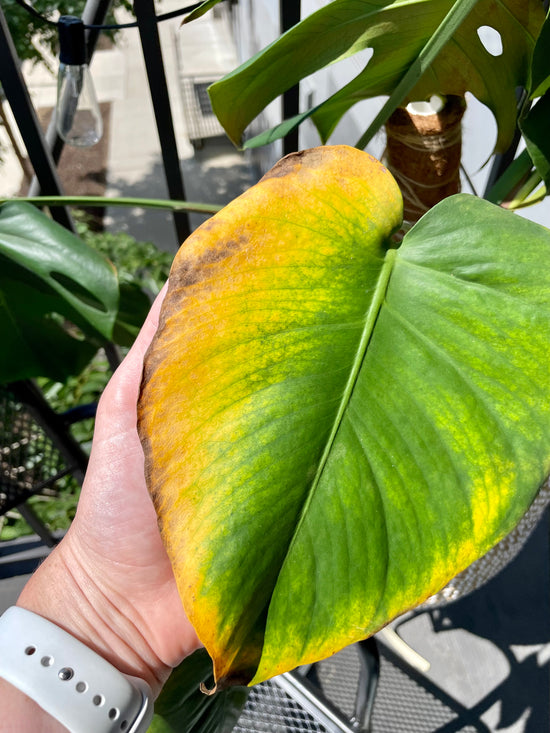 Sign of stress for houseplants outdoor: yellow leaves due to watering issue