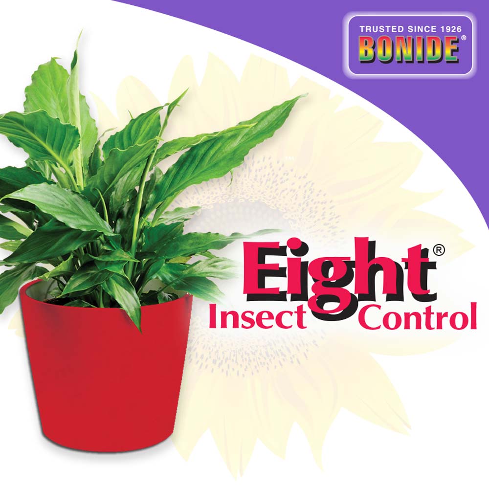 Bonide Eight Houseplant Insect Spray