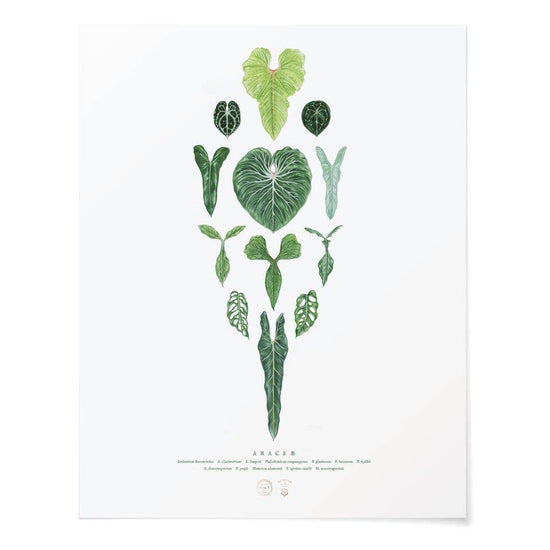 Print - Araceae