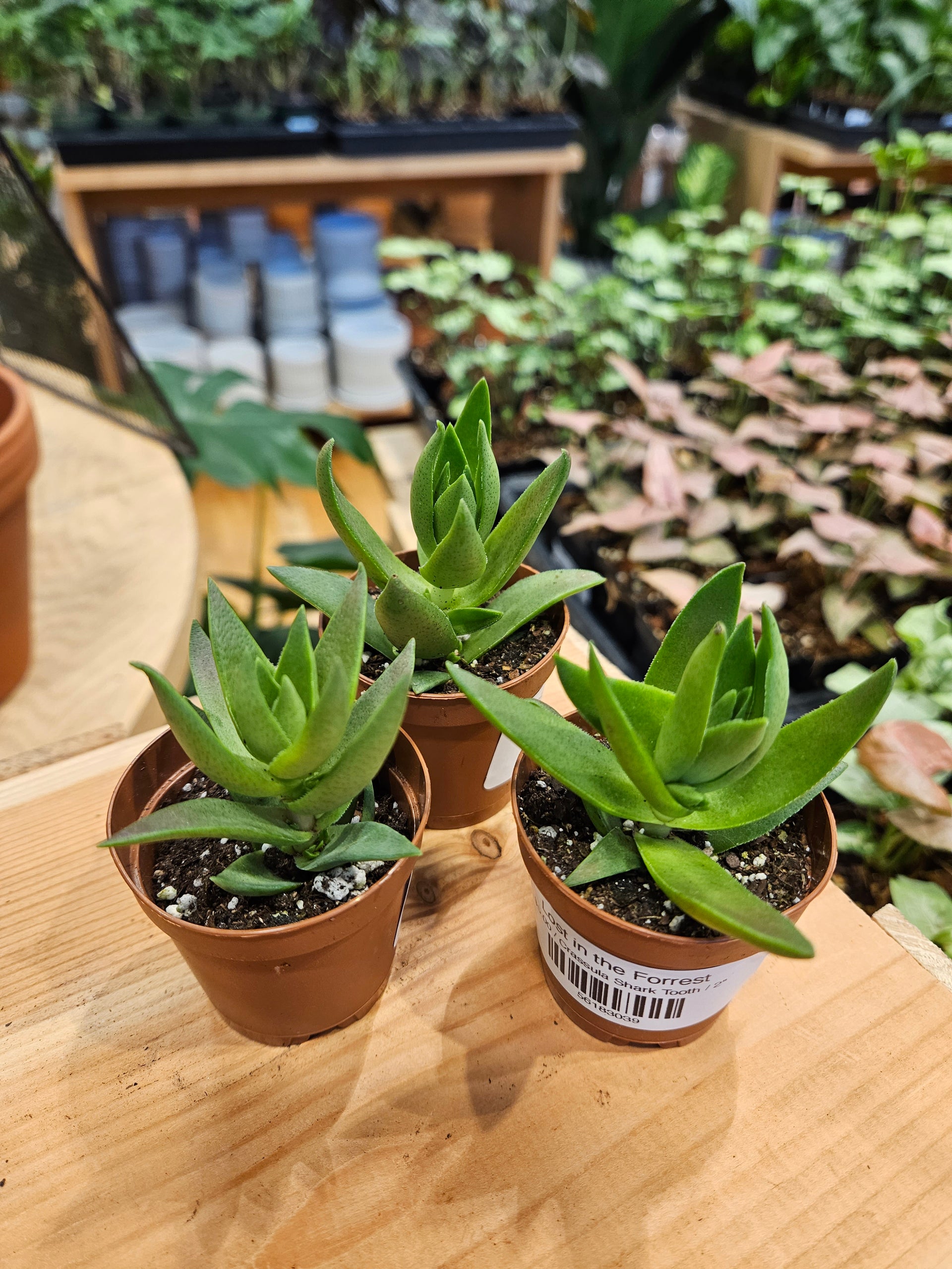 succulent shark tooth Crassula Shark Tooth – Lost in the Forrest