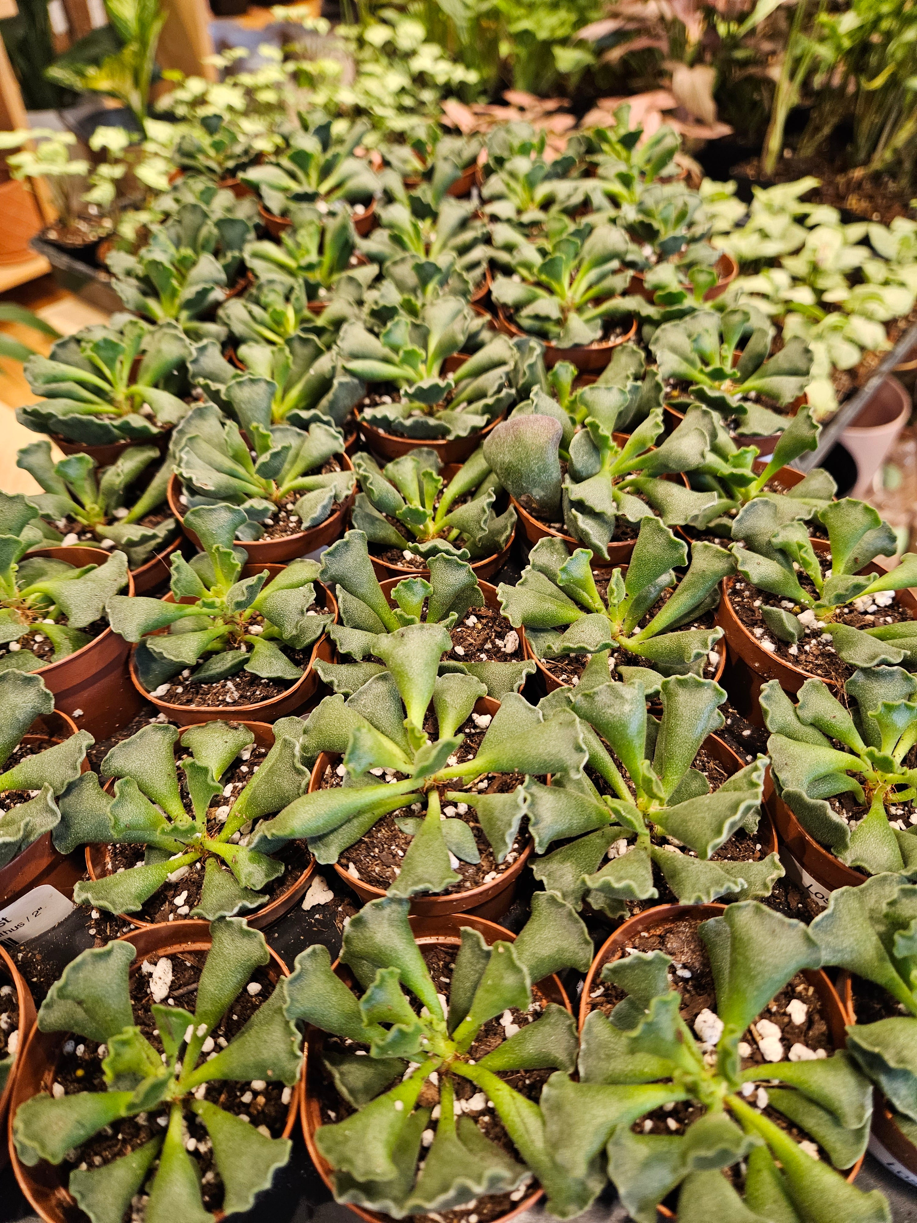 Adromischus Cristanthus
