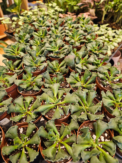 Adromischus Cristanthus