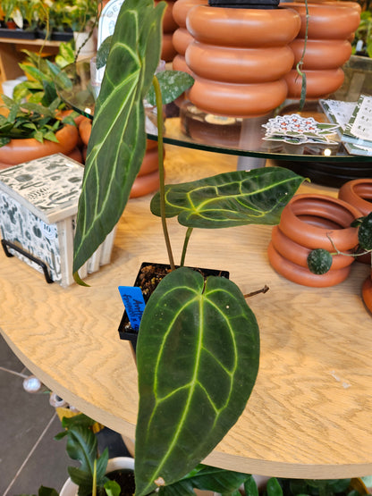 Anthurium Forgetii x Regale